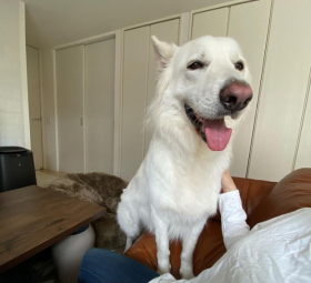 �g���g���Ŗ���ɂ��z���C�g�V�F�p�[�h�̊Â���V�ȃM���b�v