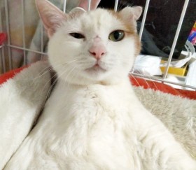 �C���ꂭ�������L�u��������邭�炢�Ȃ玄���c�v�ꖺ�̑�����3���ԃX�}�L�ɂȂ�������ɕی�