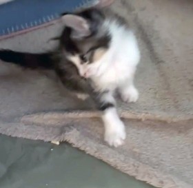 �J���C�C�q�L�̎񂪂Ȃ����X���āc�����a�@�ł�������������Ȃ��H �����傪���ӓ_���ׂ�����