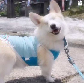 �ӖڂŐ��܂�Ă����R�[�M�[��������A�Ƃт�����̏Ί�u�Ί炪�������Ƃ�������Ă���v