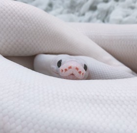 ���`���`���킢�����w�r�����ɒ���