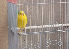 �����֎~�H ��΂����[�h�Ԃ����ރC���R�ɏΌ� �A�u���ɑ΂��āw���������I�x�Ƙb��������c�v