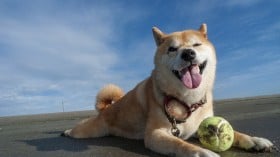 �������F�m�ǁA����������ɖ���Ȃ����X�������a���O�Ɂc�u�y�b�g�̏I���v���l���Ŗ���鎔����̑I��