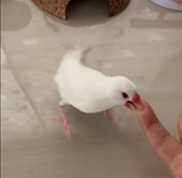 �����ȁg������{�ނ�h�A�S���S���̃q�b�g���ɑ勻���u���U�Œނ��̂��킢���v