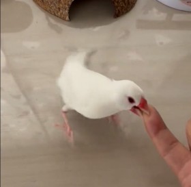 �����ȁg������{�ނ�h�A�S���S���̃q�b�g���ɑ勻���u���U�Œނ��̂��킢���v