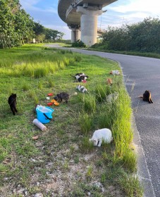 �l�C�ό��n�E�Ί_�����g�L�̂ē��h�ɁH 5�N��500�C��������u���l�Ƃ��Ēp���������v