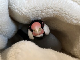 �y���A�ځz�u�Ђ��A���������Ă�i���j�v����������[���ƊĎ����镶���Ƀ]�b�c�u�����������Č��Ă�񂾂���I�v