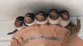 �c�o���́u���V���[�I���J����[�v����́u�X���b�v���������A6�H�̐��̑������ɎB�e�҂�����