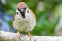 �y���A�ځz�V��H �p���`�p�[�}���̃X�Y���ɔ��΁u����ȃ`���`���Ȏq�͏��߂Č����v