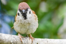 【鳥連載】新種? パンチパーマ風のスズメに爆笑「こんなチリチリな子は初めて見た」