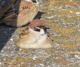 【鳥連載】「え、溶けてる?」液体化したスズメがまるで小籠包「鳥のシルエットじゃない!」