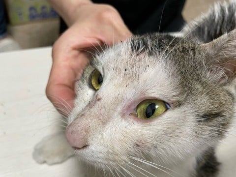 猫もマダニに注意、ノミによる貧血で命の危険も…「猫を外に出すことはおすすめしない」