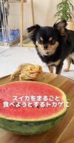 �X�C�J����荇���g�J�Q�ƃ`������772���Đ��@