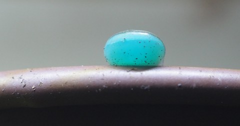 美しい水滴？　まさかの“正体”にSNS仰天「自然界にいるなんて神秘的」「存在すべてが可愛い」