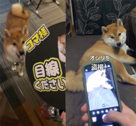 �g�e�K�`�����s�����Č��h�ɖ�2500���Đ�