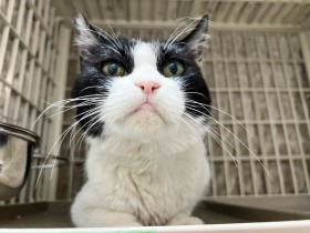 有名なグランピーキャット似? 不機嫌顔の猫、譲渡会で申し込みゼロでも…