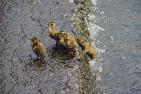 カルガモの子育てはスパルタ? 子ガモに立ちはだかる超えられない段差に「誰かー!ハシゴを〜」