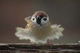 【鳥連載】スズメがカメラ目線のポーズ、“ドレス姿”でドヤ顔の 「スーパーモデルみたい」