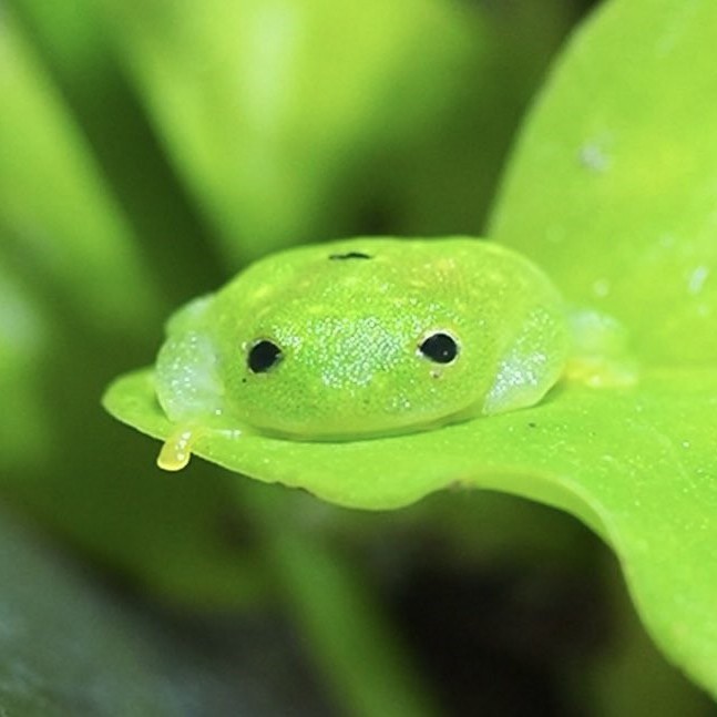 溶ける」「笑う」カエルの姿にSNS驚愕、知られざる生態と飼育上の注意点とは | ORICON NEWS