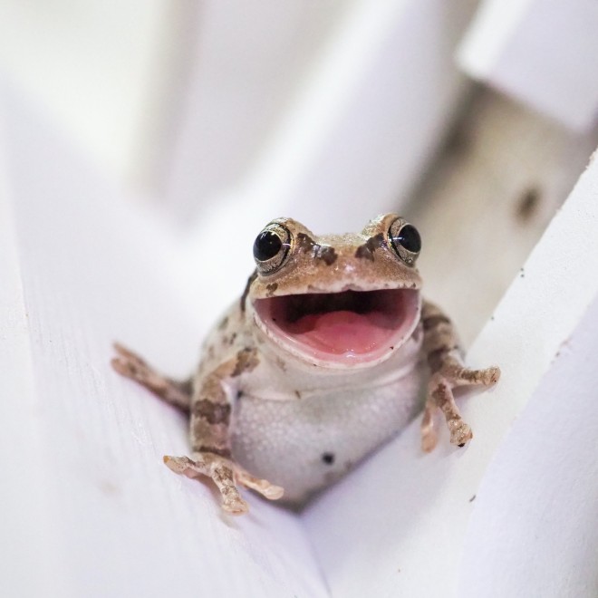 溶ける」「笑う」カエルの姿にSNS驚愕、知られざる生態と飼育上の注意点とは | ORICON NEWS