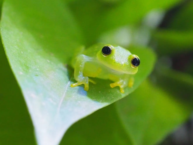 溶ける」「笑う」カエルの姿にSNS驚愕、知られざる生態と飼育上の注意点とは 2ページ目 | ORICON NEWS