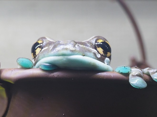 溶ける」「笑う」カエルの姿にSNS驚愕、知られざる生態と飼育上の注意点とは 2ページ目 | ORICON NEWS