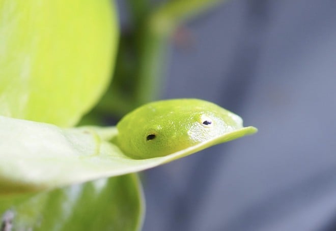 溶ける」「笑う」カエルの姿にSNS驚愕、知られざる生態と飼育上の注意点とは 2ページ目 | ORICON NEWS