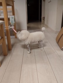 「寿司のシャリみたいでかわいい」「絵下手な人が描いた犬みたい」面白カットのプードルに270万再生 胴と首が短いのがチャームポイント