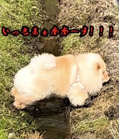 パパに会いたい! どんくさいチャウチャウ犬の末路に爆笑