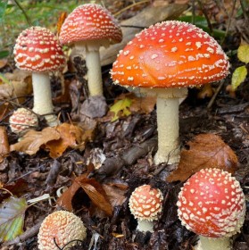 �u�n���ł��H�ׂȂ��Łv�ł��̂��͔h������n���������H�@���̂��q���w���������ӊ��N