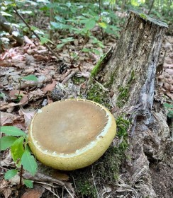 �؂芔�ɒu����Ă������m�́c�ӊO�Ȑ��̂Ɂu�ł����������v�u�����������I�v�̔���