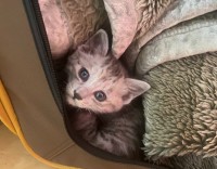 �J���X���瓦����q�L��ی�A�ˑR�n�܂������������Ɂu�]�E����l���Ă��܂��c�v