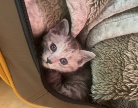 カラスから逃げる子猫を保護、突然始まった共同生活に「転職すら考えています…」