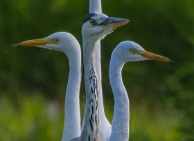 【鳥連載】「キングギドラ?」「新しい学校のリーダーズ?」、4羽のサギの見事なフォーメーションに大反響