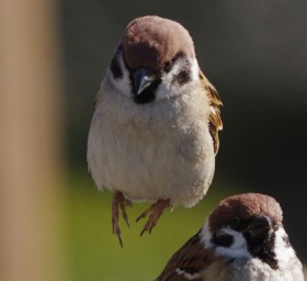 【鳥連載】「おまっ、浮いてる!?」スズメの空中浮遊にどこか違和感…仲間スズメもビックリの瞬間とは?