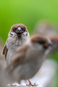【鳥連載】スズメってこんな顔だっけ? “バブみ”ある「ペンギン系小雀」、ちゅん活”界隈でひそかな人気