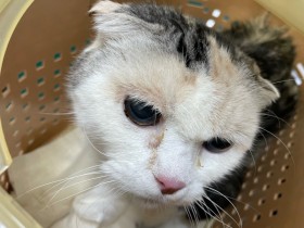 スコティッシュフォールドのおばあちゃん保護猫、まったく世話をされずに「アンモナイトのように伸びた爪」