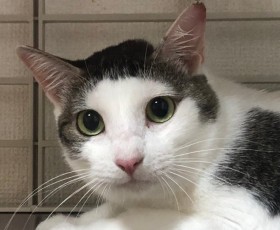 わいすぎる“前髪猫”、実は写真詐欺?