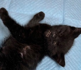 �܂�ŕʔL�I �P�K�����q�L�̃r�t�H�[�A�t�^�[