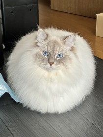 �y�L�̂��邭�炵�z�u�L�͋��̂������c�I�v�{�[���H �}�����H �����ӂ��ӂ̃R���R���g�۔L�ʐ^�h�ɔ����u���H�ł������ł��Ȃ��ł��v