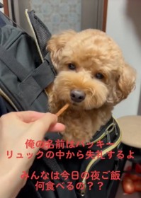 �y����Ԃ̌Y�z�ǂ�ȃC�^�Y�������́c�H�@���ꂳ��ɔw�����邱�ƂɂȂ����g�C�v�[�h���A�h�����b�N���h�ɔ���