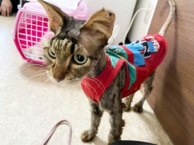 �u���݂����v�Ƀy�b�^���R�ȔL�̃r�t�H�[�A�t�^�[