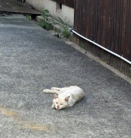 �u�{���͊Â����������v�ЂƂ�ڂ����̖�ǔL