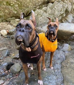 5���ڂ𗣂������ɂ��ꂽ�c�C�^�Y����ǋy����ڂ����炷�{�N�T�[��2�C�A�ǂ������Ɛl�H�@