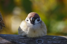 �y���A�ځz�u�X�Y���������ӂ��ӁI�v��J�X�e���H �{�[���H �ʐ^�ƌ��~�̕������u�ӂ���X�Y���v�̖���