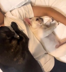 ���������̕s������]�c�u�}���������ł���͂������v���Y�����t�����`�u���h�b�N�Z����̗D����