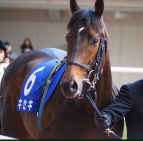 �卬��̗L�n�L�O�I �u�h���n�̖{���h�ƌ��������y�����������Ăق����v�v���n���t�̑z��