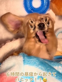 �y��p�j�b�N�z6���Ԃ̒��Q����ڊo�߂��q���A�����c���ł��Ȃ��l�q�Ɂu�����Ԃ�ċN�����Ƃ��̎��݂����v