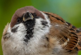 �y���A�ځz�g�~�ł͊󏭁H �~�̕��������b�t���t�́g�ӂ���X�Y���h�u�����̃t���t�������܂��v