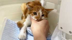 ���Q���痈������ڂ���q�L